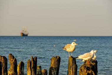 Baltık denizinde eski bir kasık üzerinde martı
