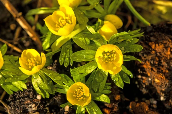 Winterakonit, eranthis hiemalis, Frühlingsblume in Deutschland — Stockfoto