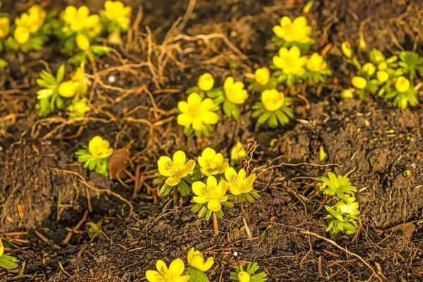 Winterakonit, eranthis hiemalis, Frühlingsblume in Deutschland — Stockfoto