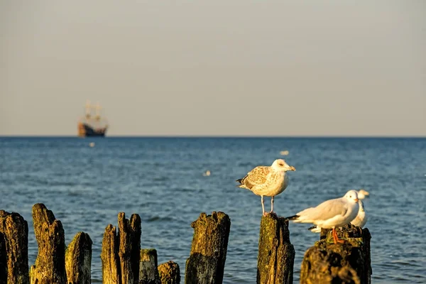 Gaviotas en una ingle vieja en el Mar Báltico — Foto de Stock
