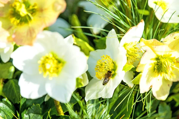 En blommande Helleborus i en trädgård — Stockfoto