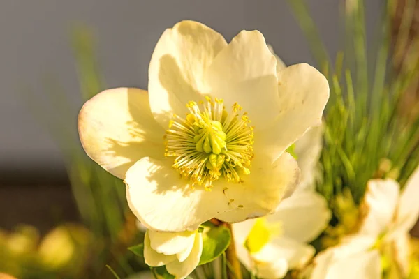 A blooming hellebore in a garden — Stock Photo, Image