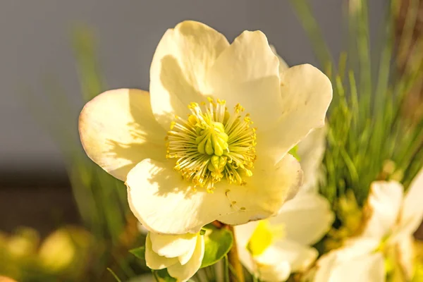 Eine blühende Hellebarde im Garten — Stockfoto