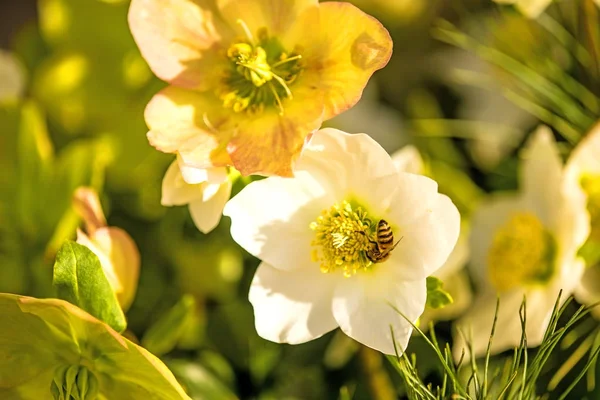 A blooming hellebore in a garden — Stock Photo, Image