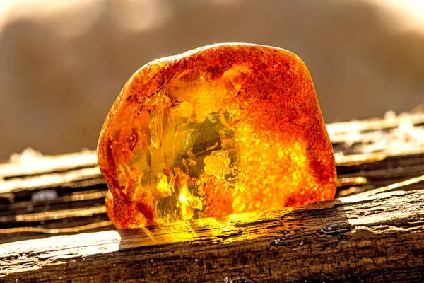 Amber i solen — Stockfoto