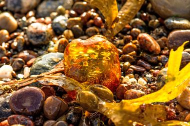 Amber bir plajda sörf Baltık Denizi'nin