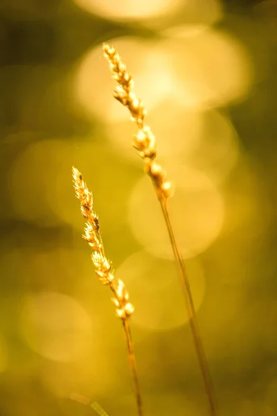 草の後ろに背景がぼやけて光 — ストック写真