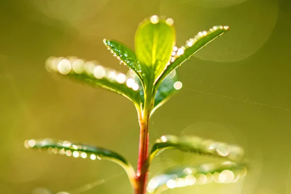Dew drops on plants in back light — Stock Photo, Image
