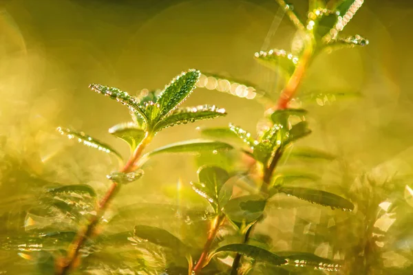 Dew drops on plants in back light — Stock Photo, Image