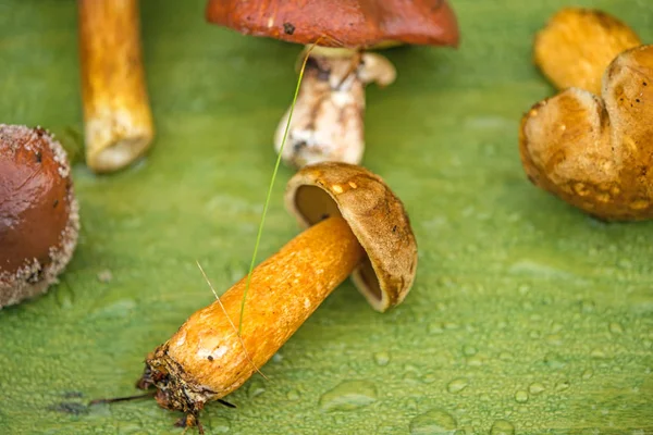 Coletado, cogumelos comestíveis na Polônia — Fotografia de Stock