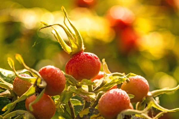 Fruit d'une pomme de terre rose — Photo