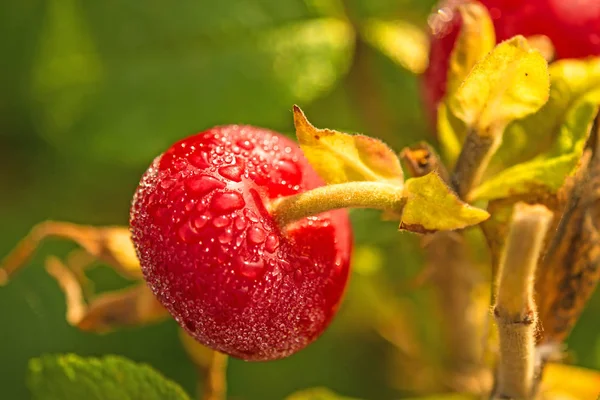 Fruit d'une pomme de terre rose — Photo