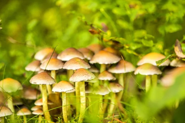 Cogumelo em uma floresta na Polônia — Fotografia de Stock