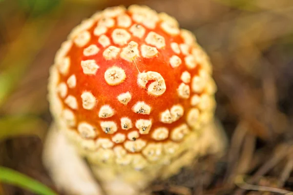 Fly agaric, young mushroom — Stock Photo, Image