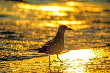 Ringa martı gündoğumu sırasında Baltık Denizi'nin bir plajda