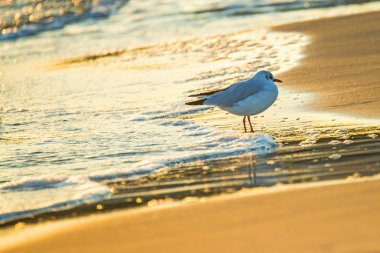 gündoğumu sırasında Baltık Denizi'nin bir plajda Siyah başlı martı