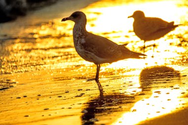 Ringa martı gündoğumu sırasında Baltık Denizi'nin bir plajda