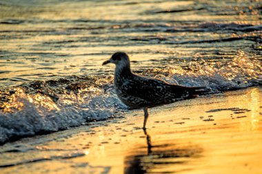 Ringa martı gündoğumu sırasında Baltık Denizi'nin bir plajda