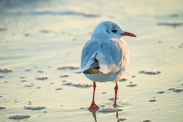 Black headed gull on a beach of the Baltic sea during sunrise — Stock Photo, Image