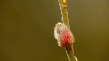 Willow çiçeği bahar içinde Almanya