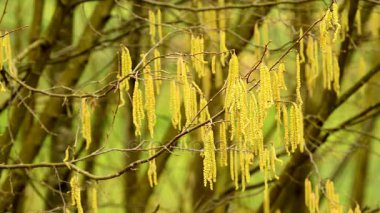 Çiçek tomurcukları kışın fındık