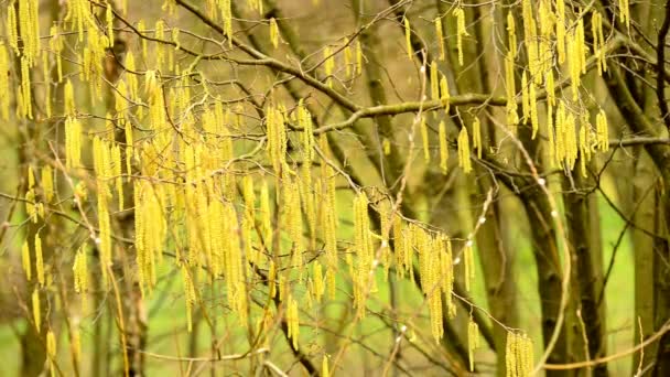 Blomknoppar Hasselnöt Vintern — Stockvideo