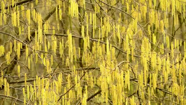 Blütenknospen Der Haselnuss Winter — Stockvideo