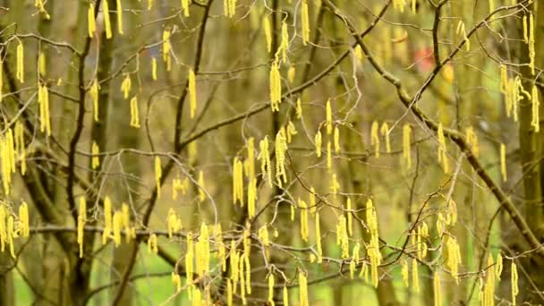 Квіткові Бруньки Лісового Горіха Взимку — стокове відео