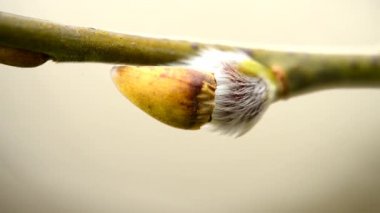 Willow çiçeği bahar içinde Almanya