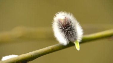 Willow çiçeği bahar içinde Almanya