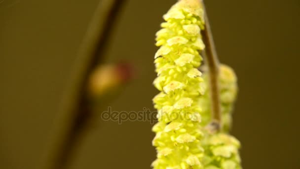 Bourgeons Floraux Noisette Hiver Mâle Femelle — Video