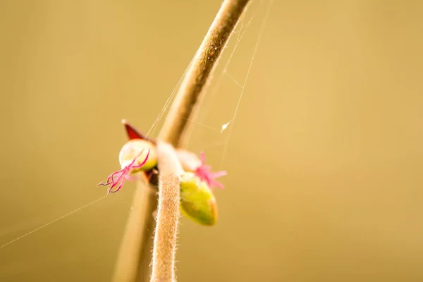 Hazelnut blossom, female part — Stock Photo, Image