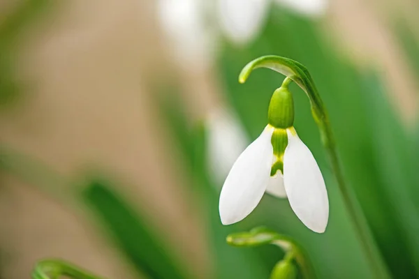 Queda de neve, flores em um jardim alemão no inverno — Fotografia de Stock