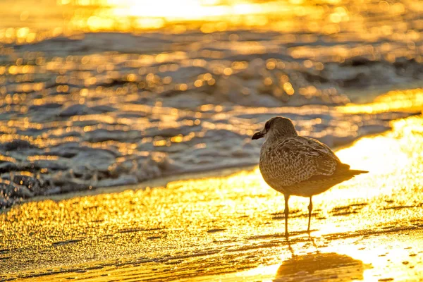 Goéland argenté sur une plage de la mer Baltique au lever du soleil — Photo