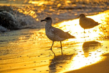 Ringa martı gündoğumu sırasında Baltık Denizi'nin bir plajda