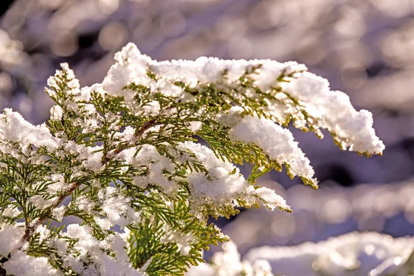 Branch with snow cap — Stock Photo, Image