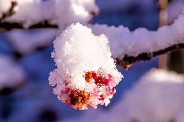 Arbusto viburnum com botões de flor com boné de neve — Fotografia de Stock