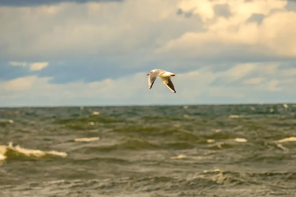 Na czele czarny frajer latający głęboko nad Morze Bałtyckie — Zdjęcie stockowe