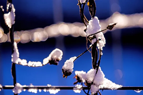 Clôture avec bouchon de neige — Photo