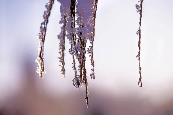Ветвь с кристаллами льда — стоковое фото