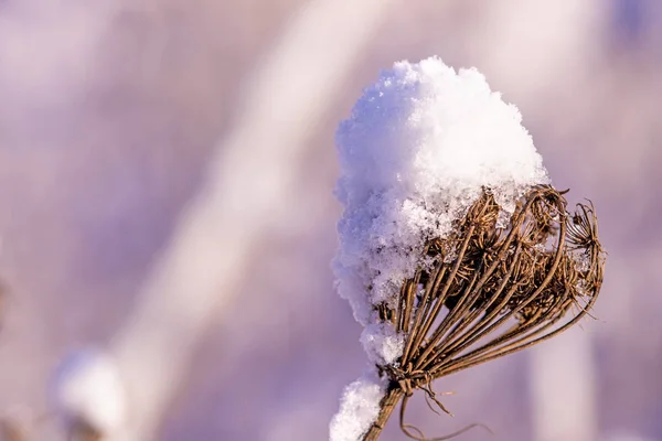 头戴雪帽的茶匙 — 图库照片