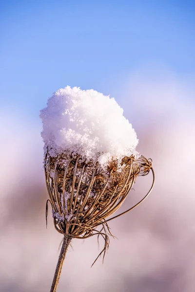 Teasel with snow cap — Stock Photo, Image