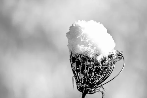 雪の帽子のティーゼル — ストック写真