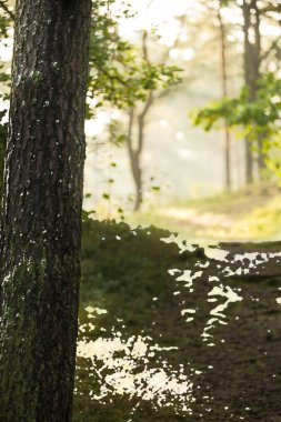 Orman yolu güneşli ışıkta