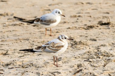 gündoğumu sırasında Baltık Denizi'nin bir plajda Siyah başlı martı