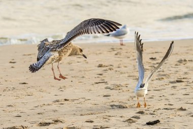 Baltık Denizi'nin bir plajda ringa martı
