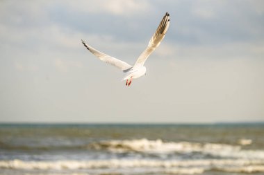 derin Baltık Denizi üzerinde uçan martı Siyah başlı