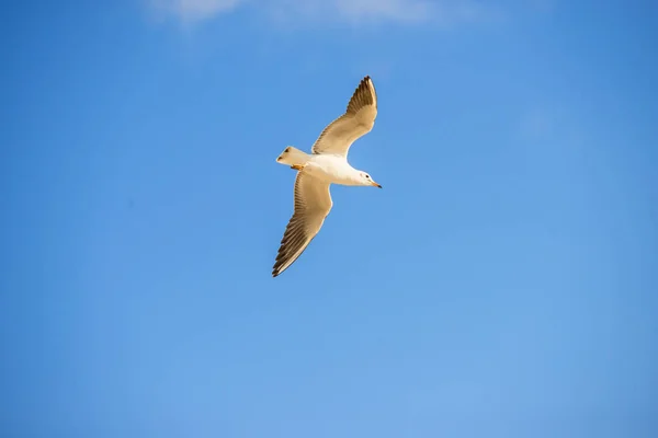 Black headed gull flying deep over the Baltic sea — Stock Photo, Image