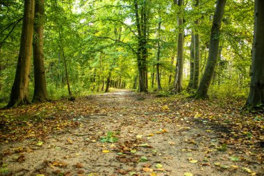 Orman yolu güneşli ışıkta