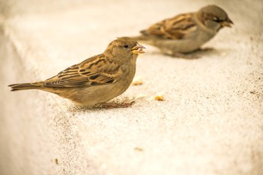 trafiğe kapalı bir alanda ev serçe